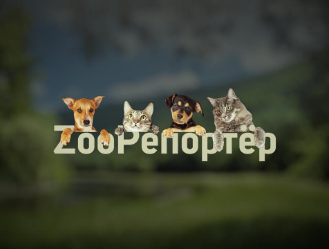 ZooРепортёр (11.11.2023)